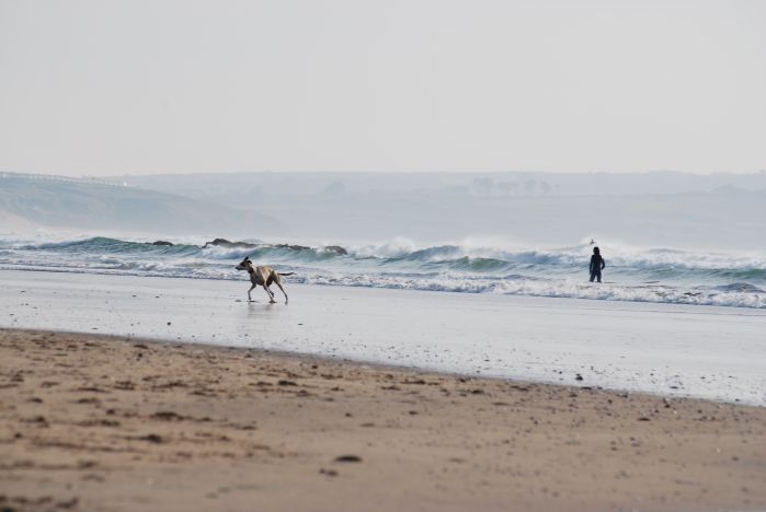 2015-04-Life-of-Pix-free-stock-photos-godrevy-shoreline-dog-sea-beachmuser_compressed.jpg